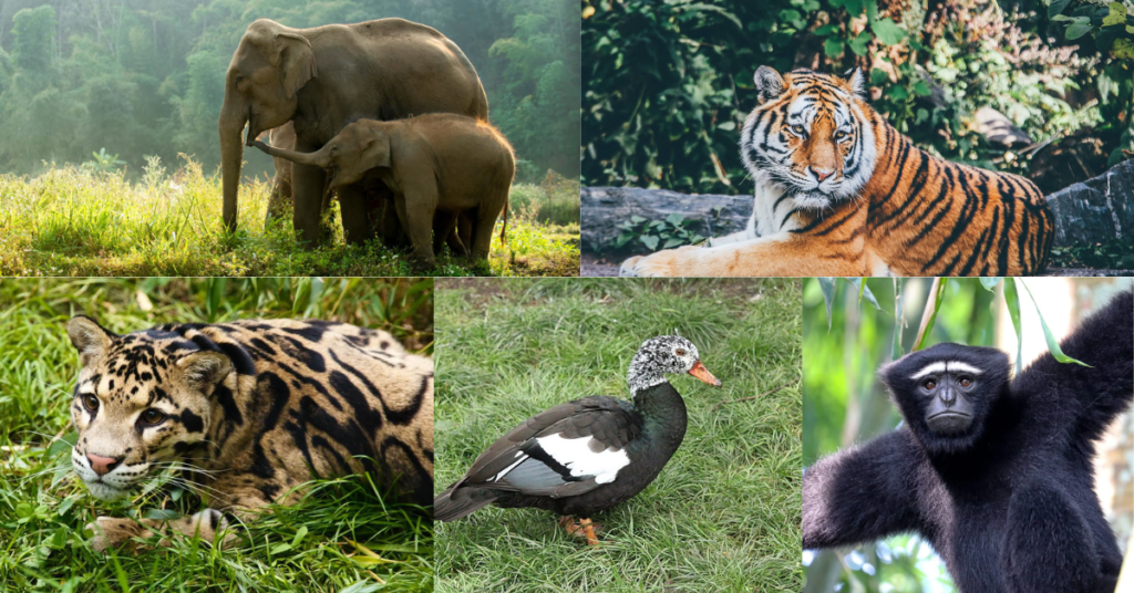 Collage of the park's flagship species - tiger, clouded leopard, Hoolock gibbon, White-winged wood duck, and Asian elephant.