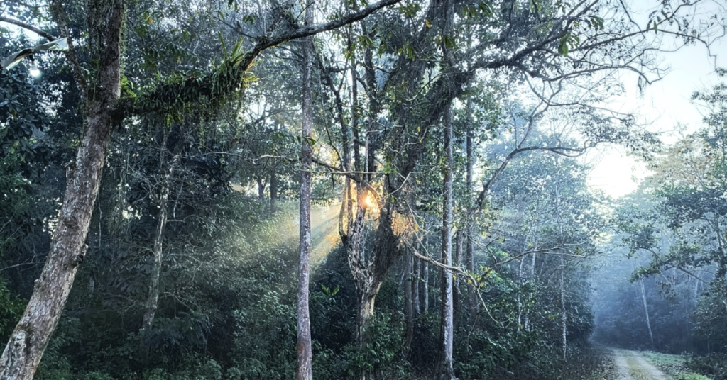 dehing patkai nationak park morning view